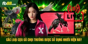 Các Loại Cựa Gà Chọi Thường Được Sử Dụng Nhiều Hiện Nay