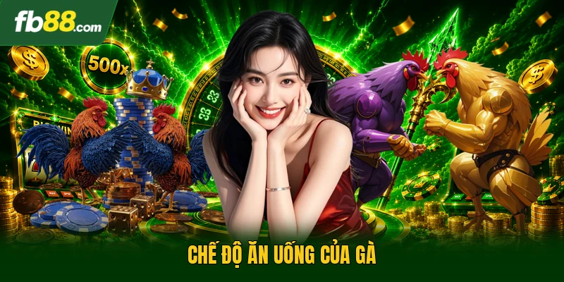 Chế độ ăn uống của gà