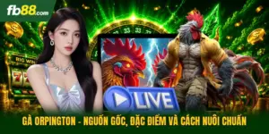 Gà Orpington - Nguồn Gốc, Đặc Điểm Và Cách Nuôi Chuẩn