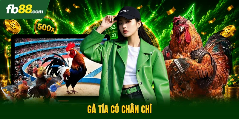Gà tía có chân chì