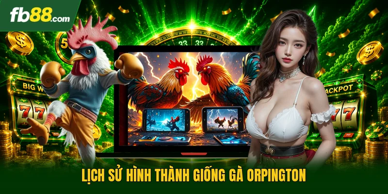 Lịch sử hình thành giống gà Orpington