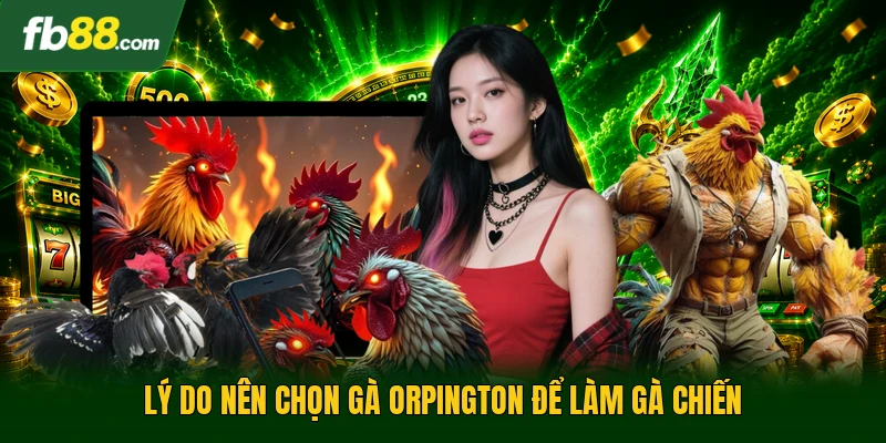 Lý do nên chọn gà Orpington để làm gà chiến